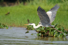 Cocoi heron, in flight